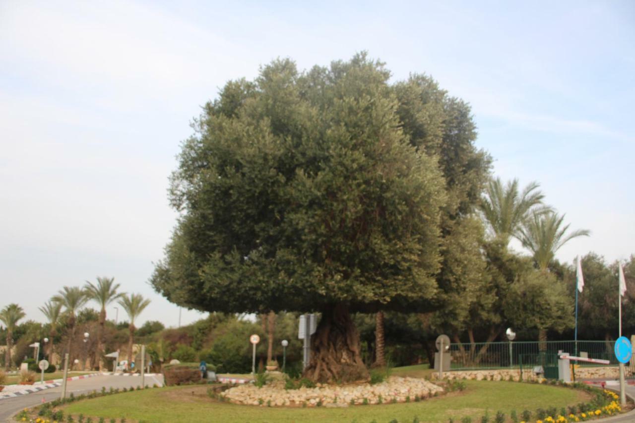 The Beach Garden Apt. Caesarea Exterior foto